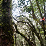 Hiking the Routeburn Track New Zealand