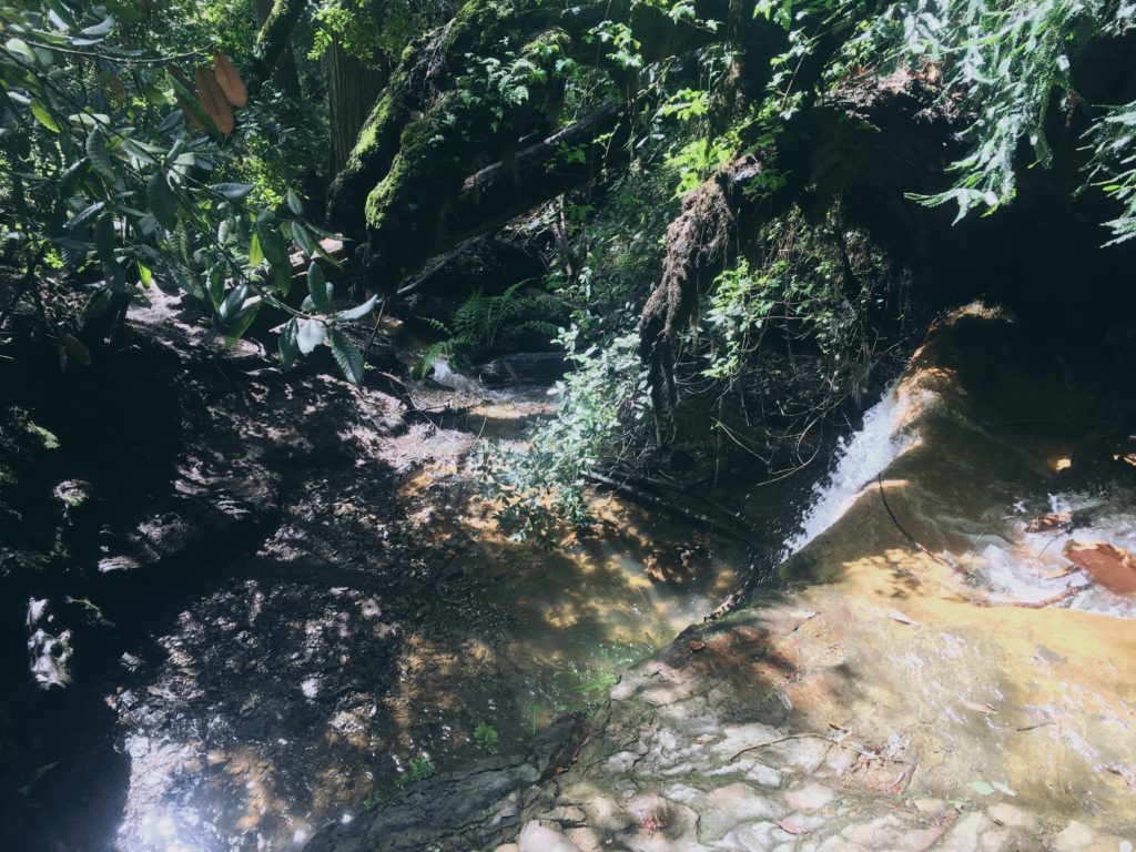 Hiking Berry Creek Falls Big Basin