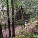 Hiking Purisima Creek Redwoods February 2017