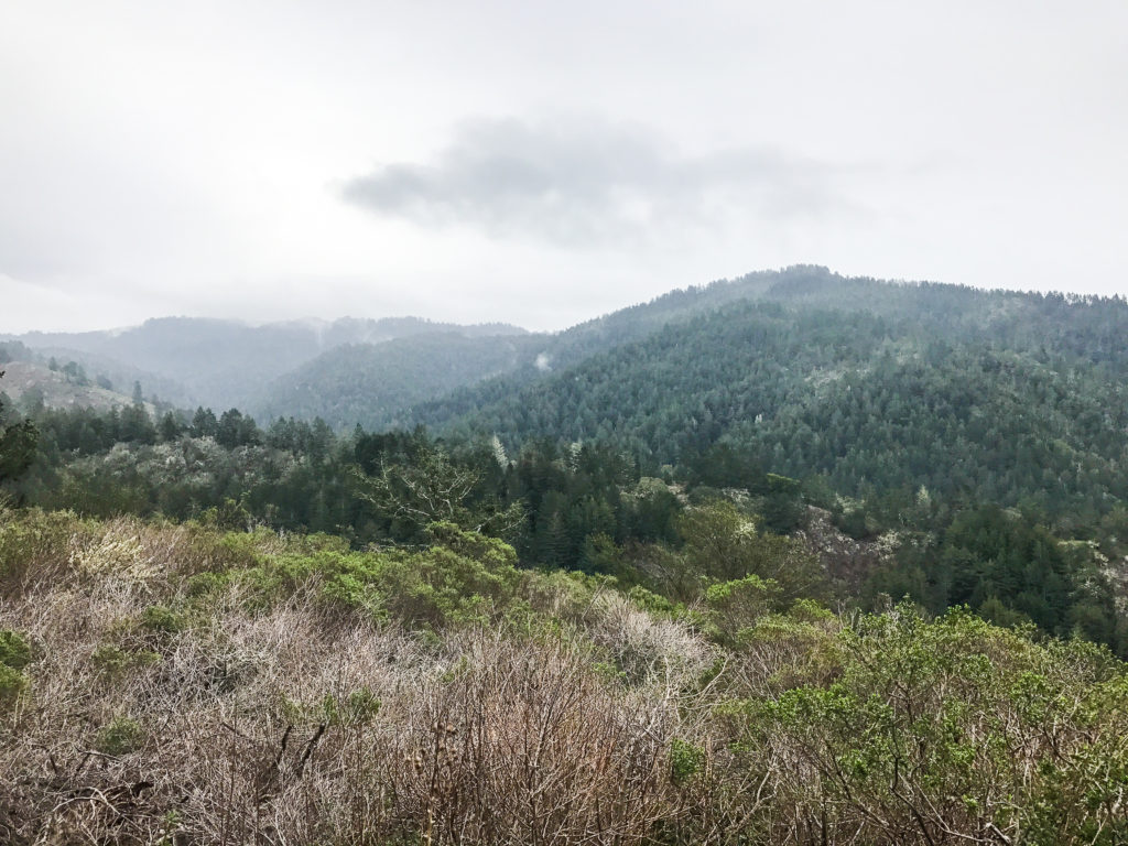 Hiking Purisima Creek Redwoods February 2017