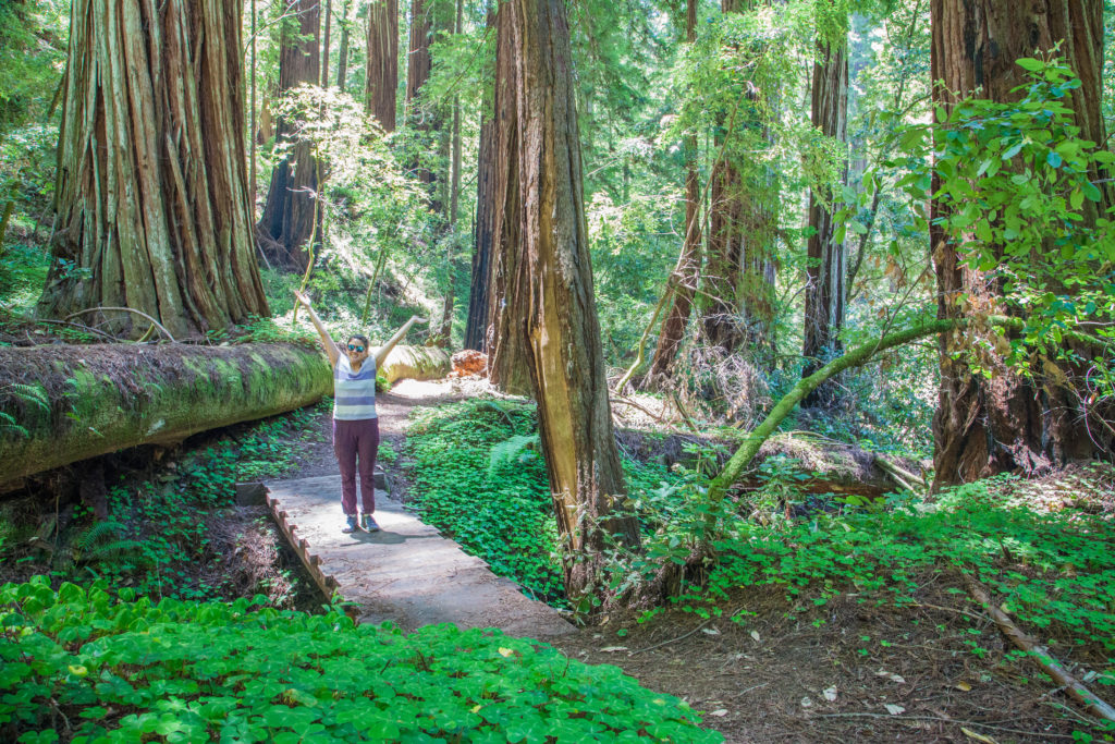 Hiking Peters Creek Loop Portola Redwoods May 2017