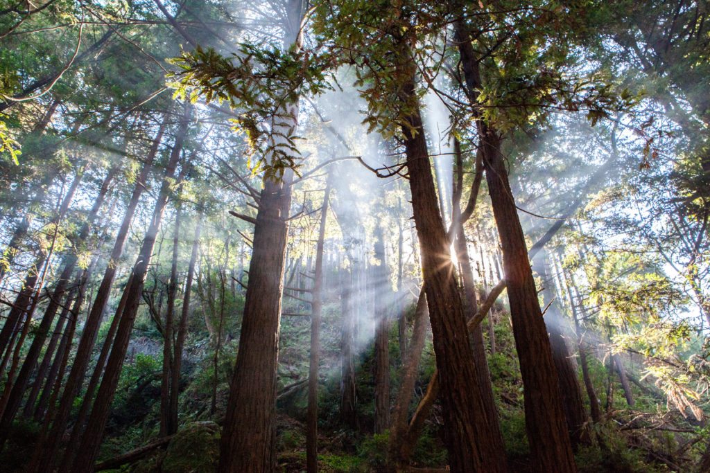 Hiking Limekiln Falls, Limekiln State Park