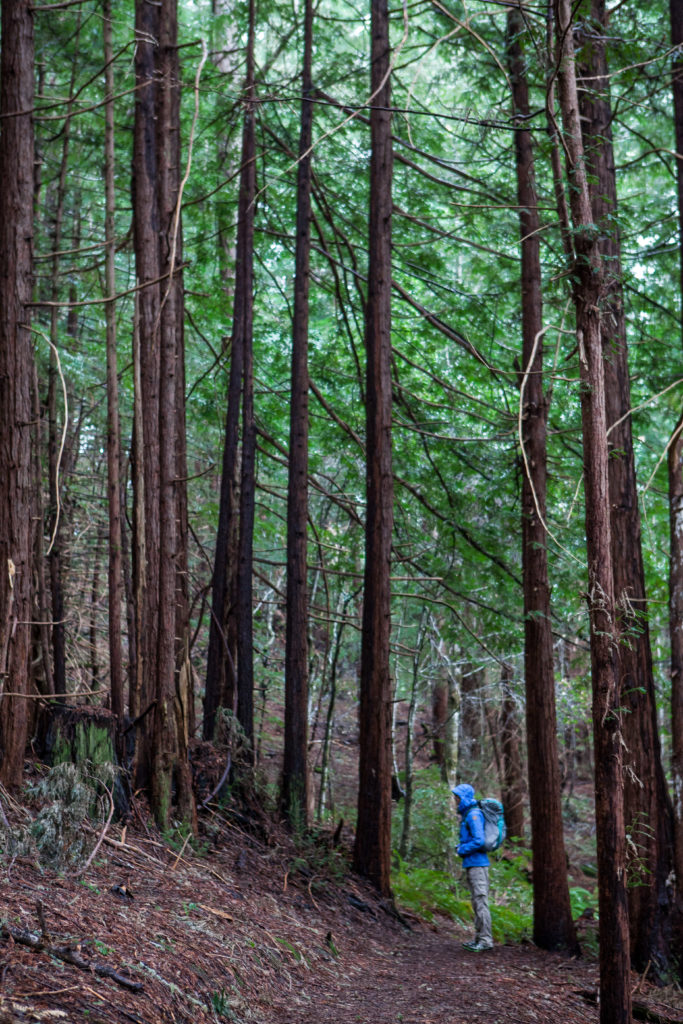 Hiking Heritage Grove, Sam McDonald County Park, Best Favorite Bay Area Hikes