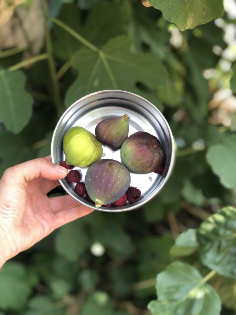 Ecolunch Box Seal Cup Review