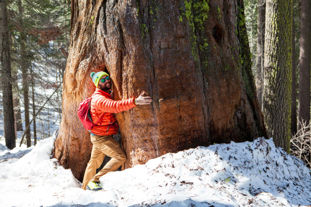 Hiking Tuolumne Grove of Giant Sequoias, Yosemite National Park