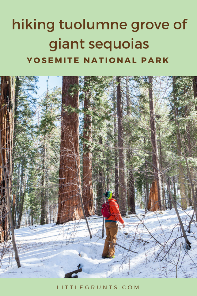 Hiking Tuolumne Grove of Giant Sequoias, Yosemite National Park